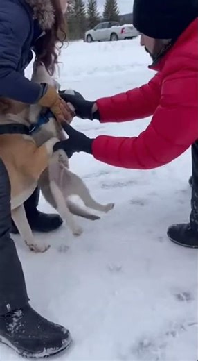Rescue little Siberian Husky dog from American Pit Bull Terrier dog in Alaska