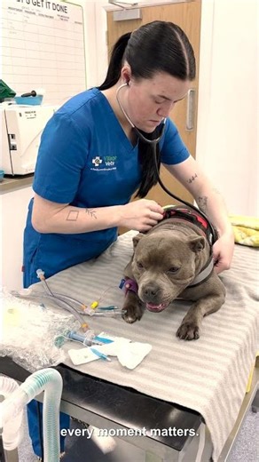 Village Vets - 24/7 ECC Clinics