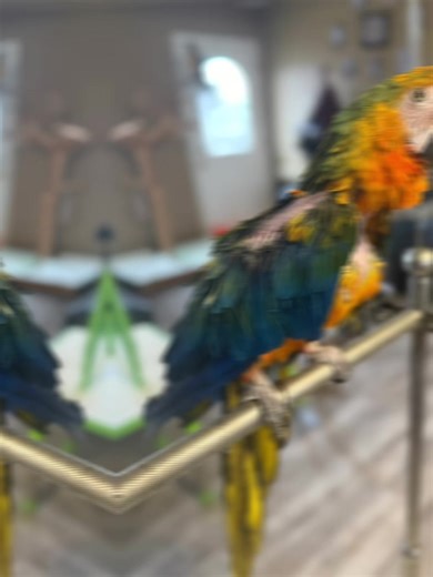 These beautiful babies are available for adoption!!! #needforeverhome #adoptme #parrotrescue #sweet