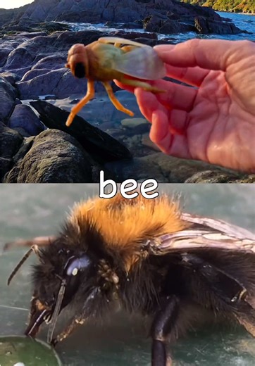 Bug Insect Names for Kids Learning Fun