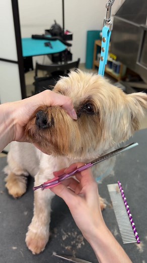 Transforming Yorkies: A Grooming Journey