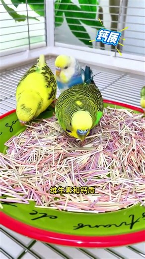 Give your parrots Crunchy Sticks. Parrots can grind their teeth while supplementing nutrients. T