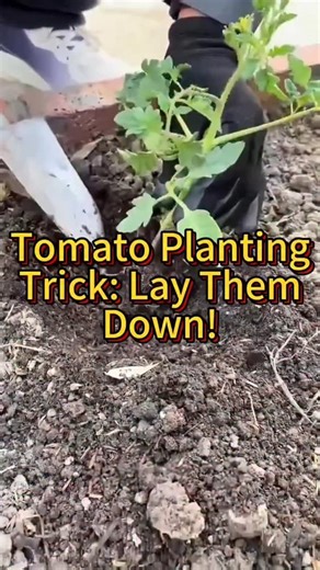A simple way to plant tomatoes | Fromseedtotablethegoodlife