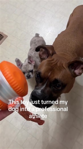 Interactive Pet Toy for Endless Fun