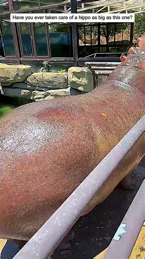 Taking Care of a Giant Hippopotamus