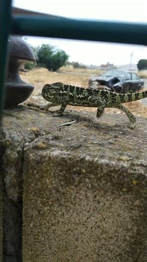 Baby chameleon Cyprus - Chamaeleo chamaeleon