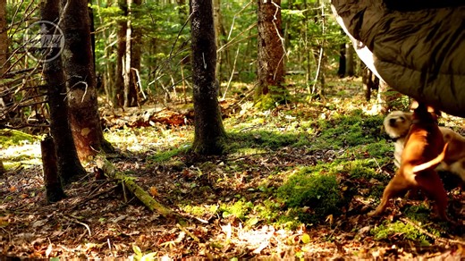 20K views · 475 reactions | Bushcraft Camping In The Forest With Tarp Shelter | Lonewolf 902 | Facebook
