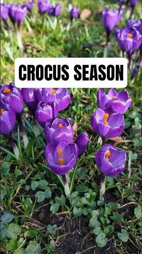 The Netherlands in Bloom 🌷 Spring Has Arrived