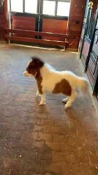 You must see this Miniature Pony