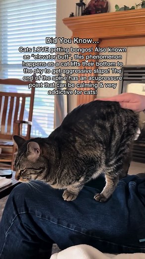 How Cat Bongos Engage Your Feline Friend