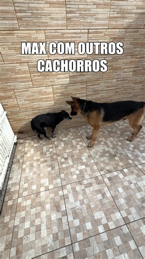 Ele é chato demais #boikomax ##pastoralemao #cachorro