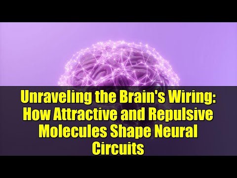 Unraveling the Brain's Wiring: How Attractive and Repulsive Molecules Shape Neural Circuits