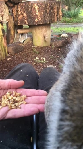 Gus the Grey Squirrel's Delightful Behavior