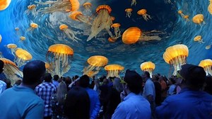 Turtle Trek® - Falcon's Creative Group