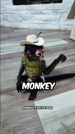 Top 3 Monkey Breeds to Have as Pets! 🙈