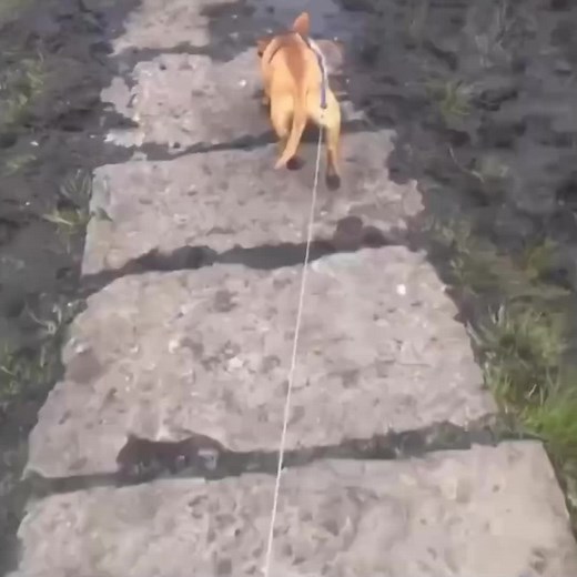 Funny TikTok Compilation with Top Dogs | El Jaja