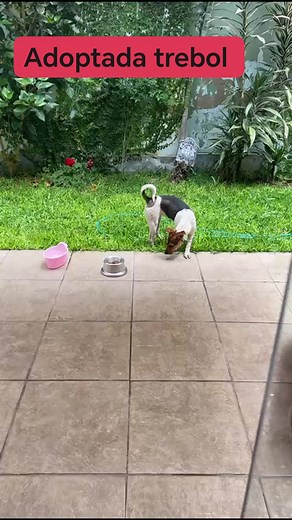 1.1K views · 37 reactions | TREBOL ADOPTADA 瑩 Mi querida trebol...