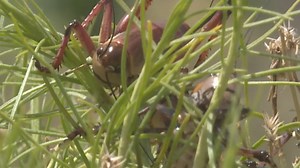 Bugging out: Millions of Mormon crickets invade Elko, Nevada