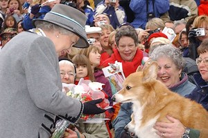 Queen’s favourite corgi breed now ‘beloved’ nationwide, says The Kennel Club