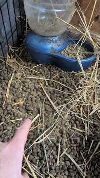 Can Rabbits Really Potty Train?