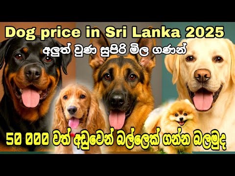Dog price in Sri Lanka | Puppies for sale in Sri Lanka