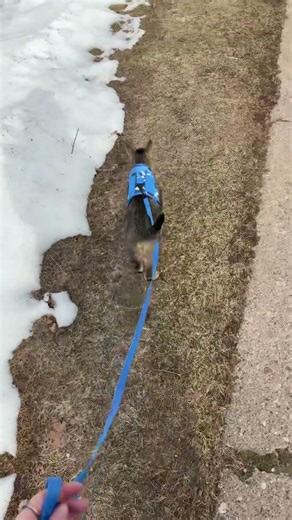 Cat Walk #cat #cute #catwalk #adorable #kitty #walk