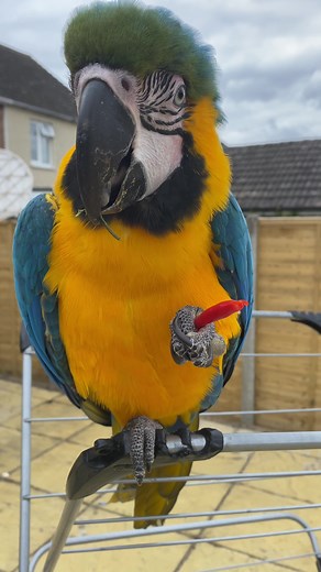 Macaw Breakfast Recipe: Fresh and Healthy Food for Your Feathered Friend