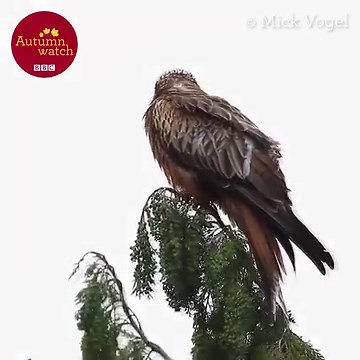 Sound on for this one team! 🔊🦅 The mesmerising call of a red kite is always a treat! These magnificent birds of prey can easily be identified in flight due to their large forked tail, but also due to this distinctive screeching call they make. Has anyone been lucky enough to hear this close up before? 🧡 #Autumnwatch 🎥 Mick Vogel | BBC Springwatch
