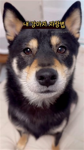 내 가나디 자랑법🐶✨#시바견 #shibainu #shibadog #shiba #cute #dog #pet #puppy #겨울이 #강아지 #shortvideo #shorts