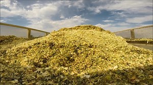 90K views · 1.1K reactions | Not only the No. 1 Video of 2016, but also one of the top videos we've ever posted period, this look at the 2016 Silage Season was produced by our friends at Sullivan Custom Farming LLC near New Chester Dairy. It's a tribute to the grit and work ethic of the modern American farmer. In just two days, we'll start counting down THIS year's most-popular videos and photos as part of our #MilkSourceTop18of2018. | Milk Source, LLC | Facebook