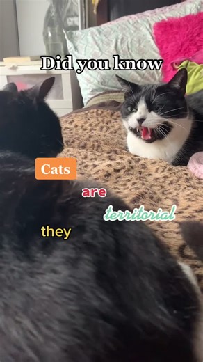 How to Introduce a New Cat to Your HoMEOWner Cat