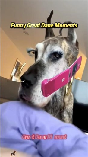 Funny great dane moments 🤣#funny #lol #omg #fyp #dog