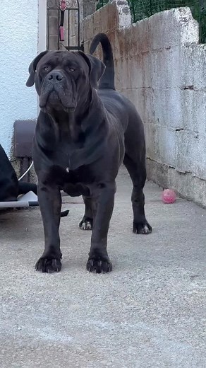 Boerboel: Un Chien Noir Imposant et Courageux