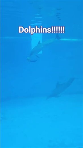 Dolphins!!!! #Dolphins #fyp #shorts #aquarium