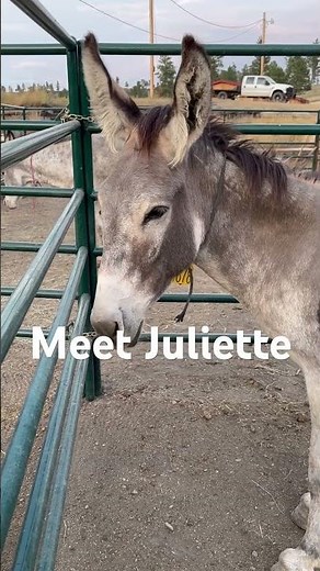 I Found the Cutest Wild Donkey | Training Wild Donkeys