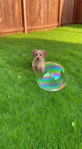Epic Bubble Prank Gone Wild! 🫧😱 Dog vs. Giant Magic Bubble Explosion!