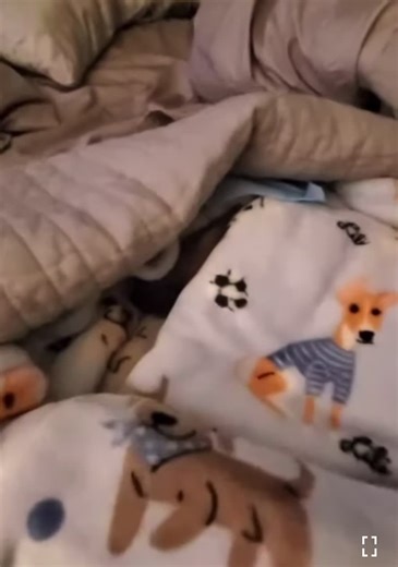 Morning Routine with Eddie the Grumpy Dog