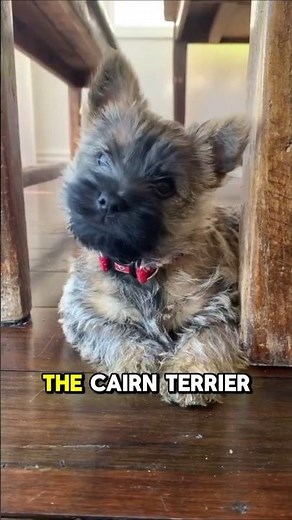 The untold toughness of Toto's breed #history #dogs #dogsofyoutube