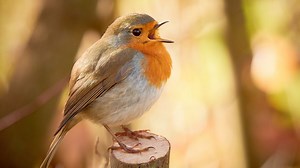 Rouges-gorges : ce fruit de votre jardin ne doit surtout pas être jeté si vous souhaitez les attirer