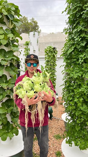 Green kohlrabi grown on aeroponic towers. This variety of giant kohlrabi is known as Kossak and can be stored for up to 16 weeks in a cold storage. This vegetable belongs to the brassica vegetable family which also includes cabbages, broccoli, cauliflower, kale, arugula, and many more. #kohlrabi #verticalfarming #aeroponics #towergarden #hydroponics #soilless #farming #agriculture | Agrotonomy Tower Farms