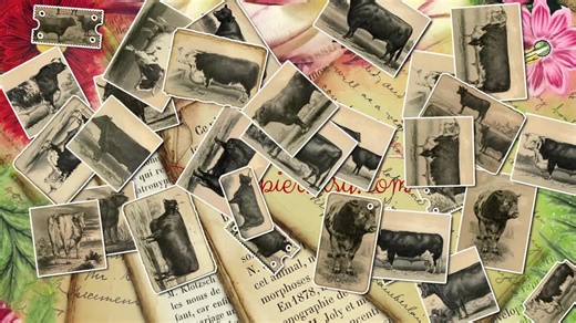 Cattle and Dairy Farming #1 - Farm Junk Journal Kit, Livestock Vintage Ephemera, Farmhouse Pastoral Scenes, Breed Bull Sheep Cow Mammals - Etsy