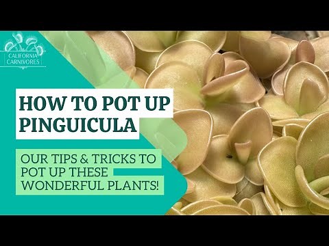 How to Pot Up Butterwort Pinguicula