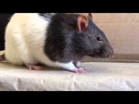 Happy rat chittering