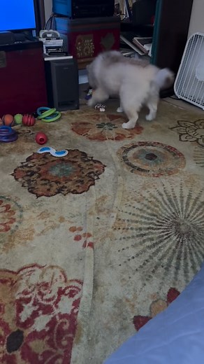 Ruby with the morning zoomies🐾💖 | Galaxy Ink Tattoos