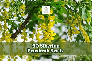 30 Siberian Peashrub Seeds for Planting | Caragana Arborescens | Hardy Flowering Shrub | Attractive Blooming Bush - Etsy