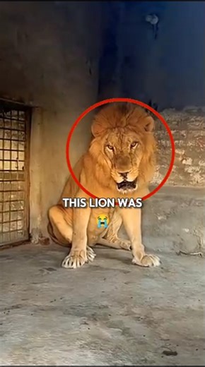 He Was Hungry 😨. #lion #wildlife #animals #nature