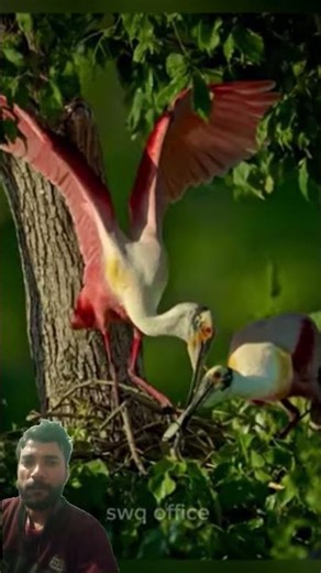 Top 5 Most Incredible Bird Nests in the World #facts​ #animals​ #wildlife​ #animalfacts​ #habbi001