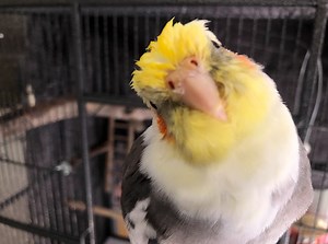 6 Ways To Bathe A Stubborn Cockatiel - CaringForFeathers