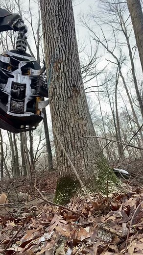 Logging Job at White Oak Plantation