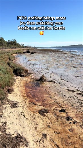 Border Collie Zoomies: A Joyful Best Friend Moment